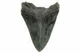 Fossil Megalodon Tooth - South Carolina #265052-1
